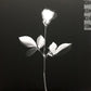 Depeche Mode - Violator - Import -  Remastered - Brand New/Mint Vinyl