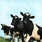 Pink Floyd - Atom Heart Mother - Remastered - 180Gram - Brand New/Sealed Vinyl