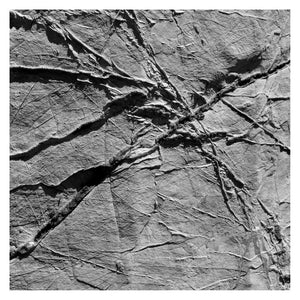 AGF & VARIOUS Arachnesound