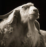 ANTOINE CHESSEX Echo/Cide / The Experience of Limit