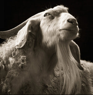 ANTOINE CHESSEX Echo/Cide / The Experience of Limit