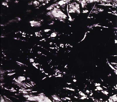 ASVA Presences Of Absences