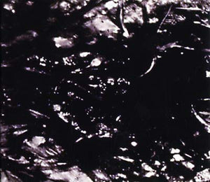 ASVA Presences Of Absences