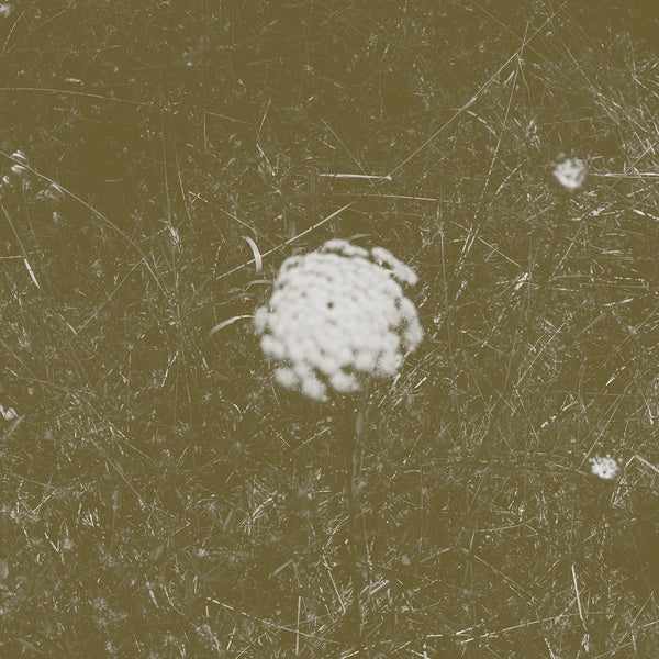 BILL SEAMAN & STEPHEN VITIELLO The Clear Distance