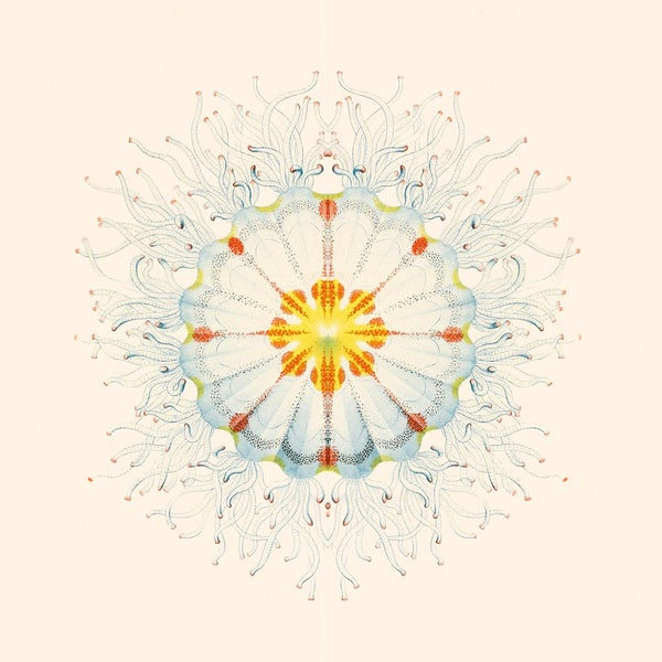 CHARLIE CHARLIE Litte Things