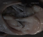 CROATIAN AMOR Love Means Taking Action