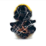 DEADBEAT Walls & Dimensions