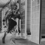 FEMME Ruderal Exotique