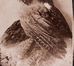 GLISSANDO The World Without Us