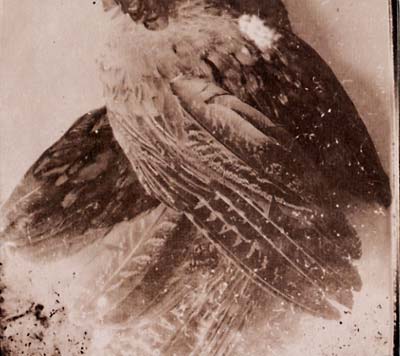 GLISSANDO The World Without Us