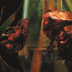 HAYVANLAR ALEMI Psychedelia In Times Of Turbulence