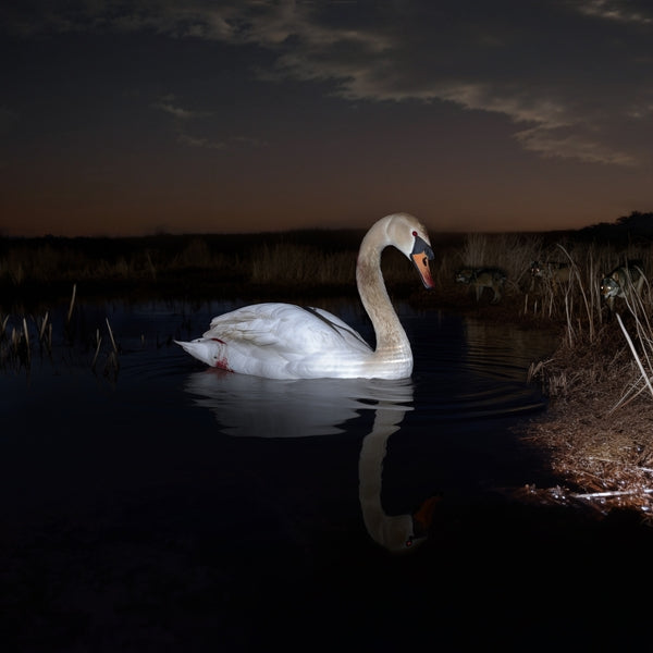 Ludwig Wandinger Is Peace Wild?