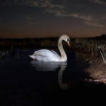 Ludwig Wandinger Is Peace Wild?