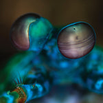 MELVIN GIBBS Amasia: Anamibia Sessions 2 (Crystal Clear Vinyl)