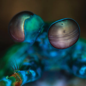 MELVIN GIBBS Amasia: Anamibia Sessions 2