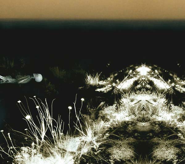 MICHEL FABER & ANDREW LILES Ohrwurm