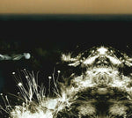 MICHEL FABER & ANDREW LILES Ohrwurm