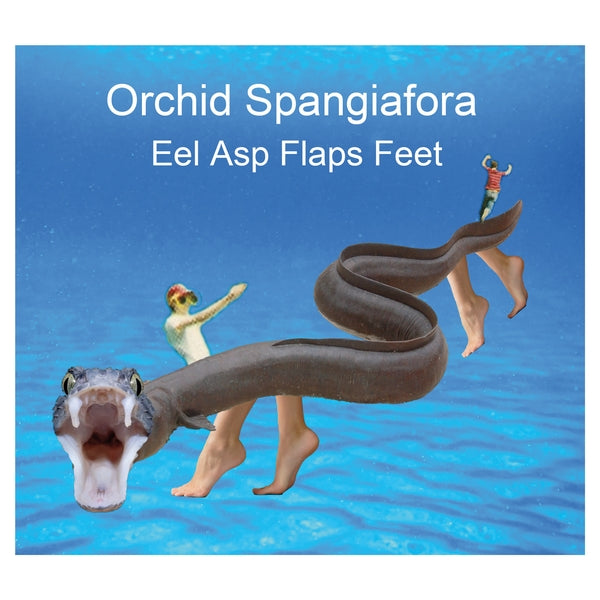 ORCHID SPANGIAFORA Eel Asp Flaps Feet