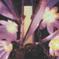MTV Unplugged 8