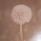 Dandelion 6