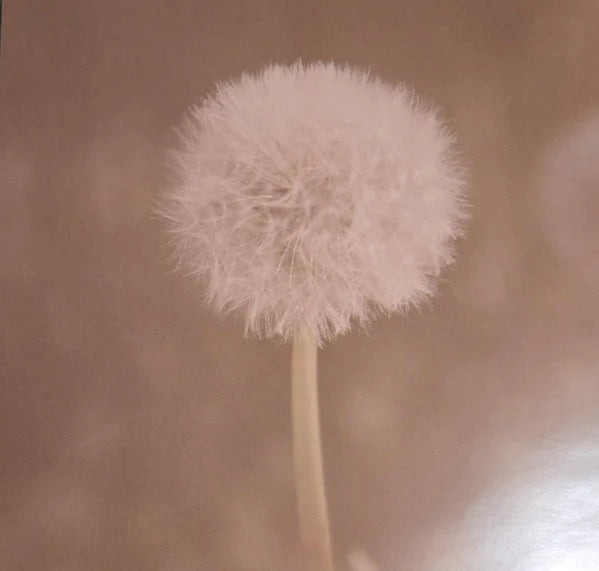 Dandelion 6
