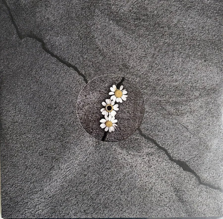 Petal 6
