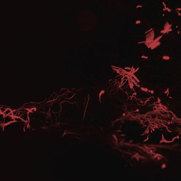 SVARTE GREINER Moss Garden