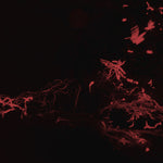 SVARTE GREINER Moss Garden