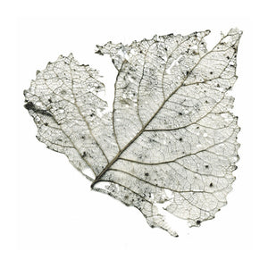 The Telescopes Hungry Audio Tapes