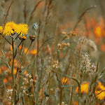 ZEITKRATZER Reinhold Friedl: Scarlatti