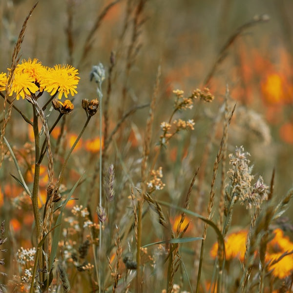ZEITKRATZER Reinhold Friedl: Scarlatti